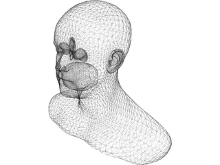 Head 3D Model preview
