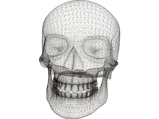 Skull 3D Model preview