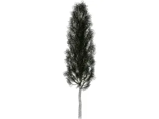 Carpinus Betulus Tree 3D Model preview