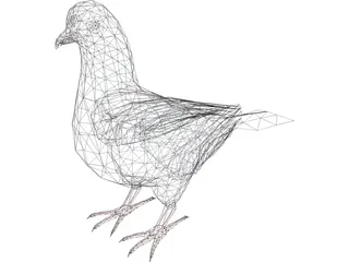 Pigeon 3D Model preview