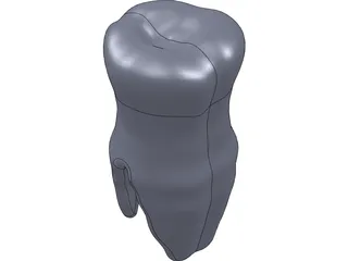 Molar Teeth 3D Model preview