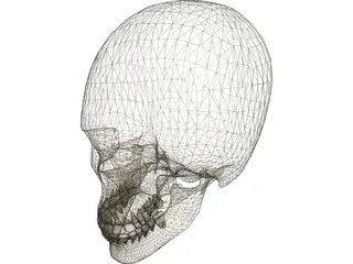 Skull 3D Model preview