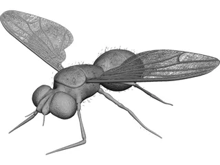 Fly 3D Model preview