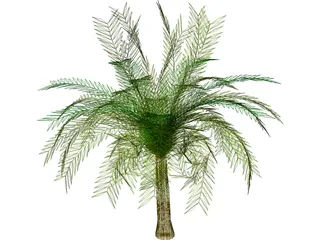 Palm Tree 3D Model preview