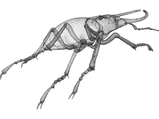 Stag Beetle 3D Model preview
