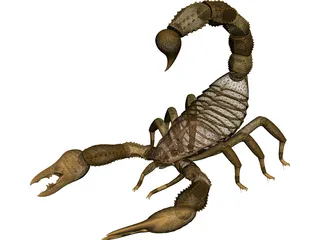 Scorpion - Buthidae Family - Hottentotta Species 3D Model preview