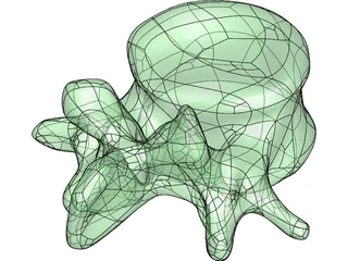 Vertebral Body 3D Model preview
