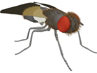 Fly Gray 3D Model preview