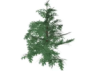 False Golden Larch 3D Model preview