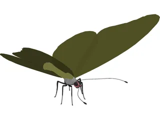 Butterfly 3D Model preview
