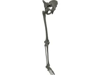 Extremity Lower 3D Model preview
