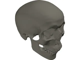 Skull 3D Model preview