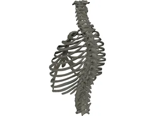 Thorax 3D Model preview