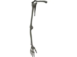 Extremity Upper 3D Model preview