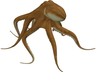 Octopus Vulgaris 3D Model preview