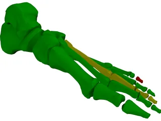 Foot Bone Female 3D Model preview