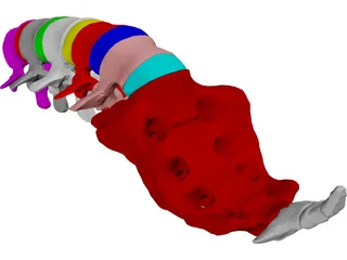 Lumbar Vertebrae Sacrum And Coccyx 3D Model preview