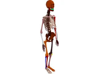 Skeleton Female 3D Model preview