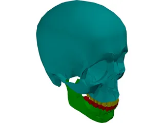 Skull Male 3D Model preview