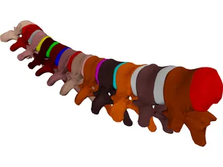 Vertebrae Thoracic 3D Model preview