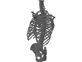 Torso Bone Male 3D Model preview