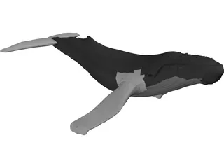Whale Humpback 3D Model preview