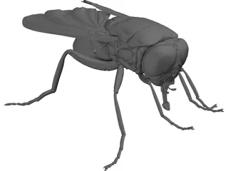 Fly 3D Model preview