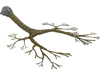 Bronchial Tree 3D Model preview