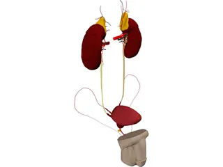 Urinary and Reproductive Systems Male 3D Model preview