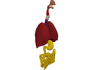 Digestive Tract and Respiratory 3D Model preview