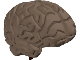 Brain 3D Model preview
