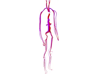 Circulatory System 3D Model preview