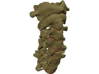 Vertebrae Cervical 3D Model preview