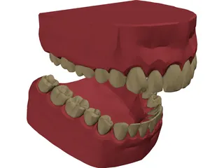 Teeth, Roots, Gums 3D Model preview