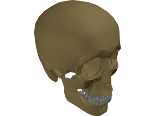 Skull 3D Model preview