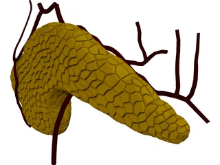 Pancreas 3D Model preview