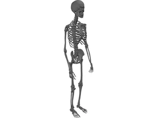 Skeleton Male 3D Model preview