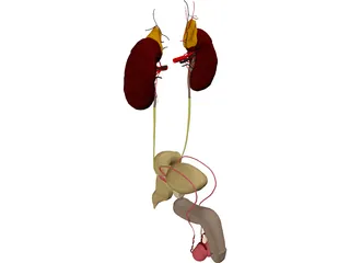 Prostate 3D Model preview