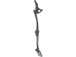 Skeletal Leg 3D Model preview