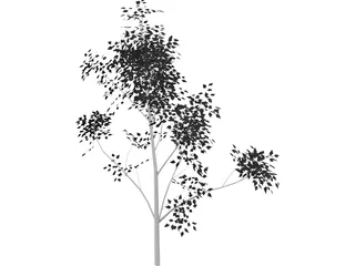 White Ash 3D Model preview