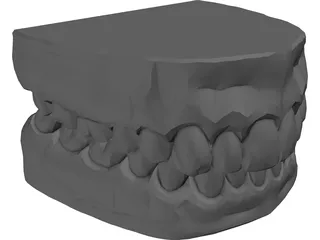Teeth and Gums 3D Model preview