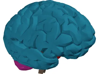 Brain Male 3D Model preview