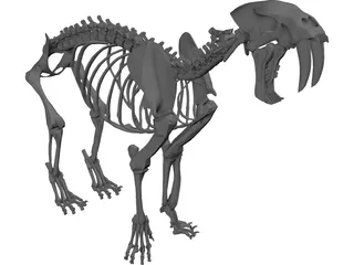 Tiger Saber Tooth Skeleton 3D Model preview