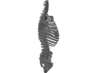 Torso 3D Model preview