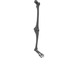 Leg Bone 3D Model preview