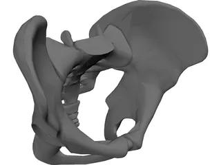 Pelvis 3D Model preview