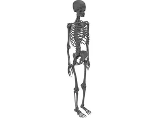 Skeleton 3D Model preview