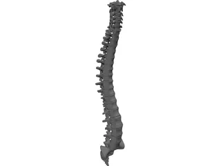 Vertebral Column 3D Model preview
