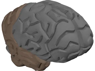 Brain Male 3D Model preview