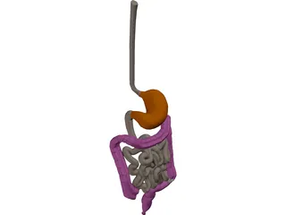 Digestive Tract Internal Organ 3D Model preview